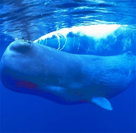 Vì sao loài động vật biển có vú có thể thở lâu dưới nước?