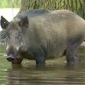 Video: Động vật sở thú châu Âu ngơ ngác vì lụt