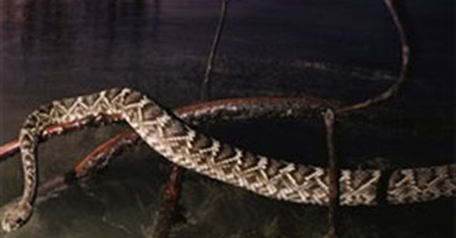 Cách dự trữ "con giống" kỳ lạ ở động vật cái