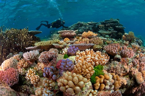 Australia triển khai hệ thống bảo vệ các rạn san hô