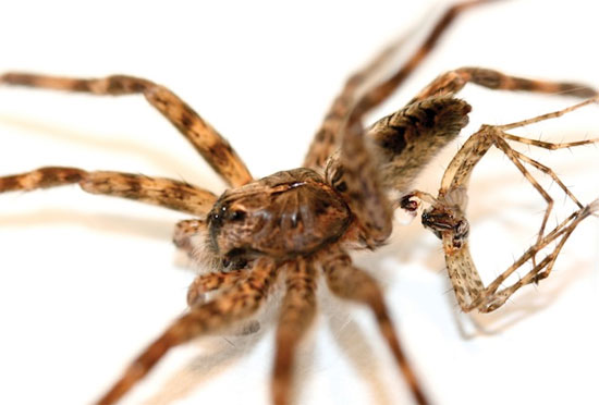Kỳ dị loài nhện chết vì… “thượng mã phong”