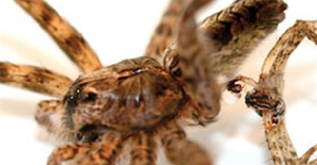 Kỳ dị loài nhện chết vì... “thượng mã phong”