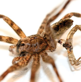 Kỳ dị loài nhện chết vì... “thượng mã phong”
