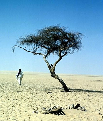 The story of the loneliest tree on the planet