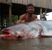 Đập thủy điện sẽ làm cá tra sông Mekong tuyệt chủng