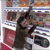 Video: Khỉ con mua nước ngọt