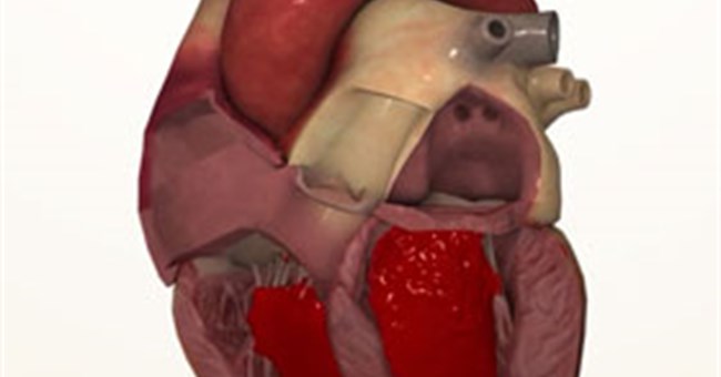 Những điều có thể nhiều người chưa biết về trái tim