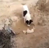 Video: Cảm động chó mẹ đào đất chôn con