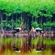 Bảo tồn đa dạng sinh học Vườn quốc gia Mũi Cà Mau