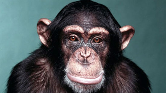 Hình nền  con khỉ Khỉ Đười ươi Động vật Động vật có vú Động vật có  xương sống loài vượn lớn Linh trưởng Tinh tinh Tinh tinh chung  1600x1200  BosnianEagle 