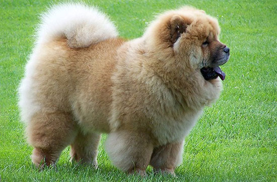 Các giống chó đầu tiên xuất hiện trên trái đất