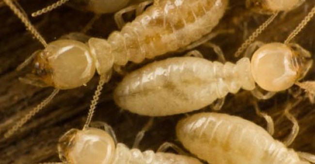 Bộ máy tiêu hóa của mối hoạt động như xưởng tinh chế nhiên liệu sinh học