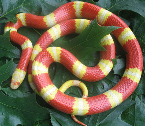 "Vẻ đẹp kinh hồn" của những con rắn màu mè 