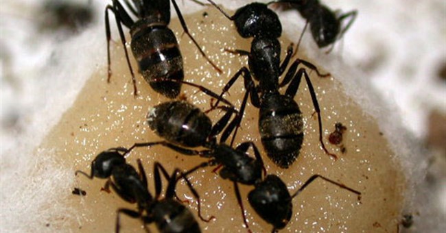 Kiến thuộc địa thay đổi hành vi sau chiến thắng