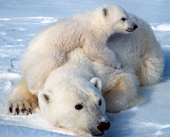 Gấu trắng Bắc cực vào danh sách bảo vệ đặc biệt