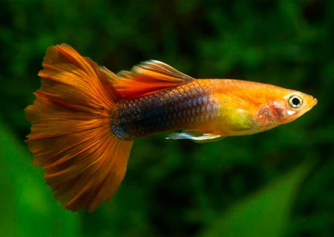 Khi động vật trở thành 