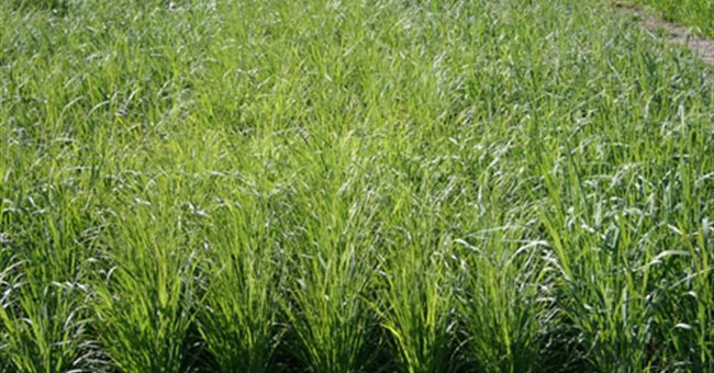 Symbiogenics: Chiến lược giảm thiểu tác động của biến đổi khí hậu lên cây lúa