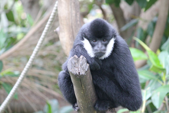 Phát hiện loài vượn quý hiếm ở Việt Nam