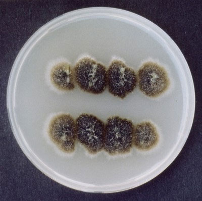 Symbiogenics: Chiến lược giảm thiểu tác động của biến đổi khí hậu lên cây lúa