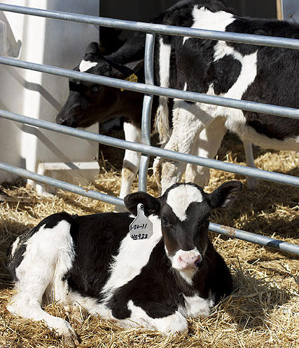 Nuôi bò sữa góp phần đáng kể vào việc phát thải khí gây hiệu ứng nhà kính