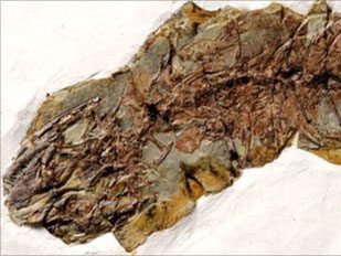 Tìm thấy hóa thạch thằn lằn 120 triệu năm tuổi
