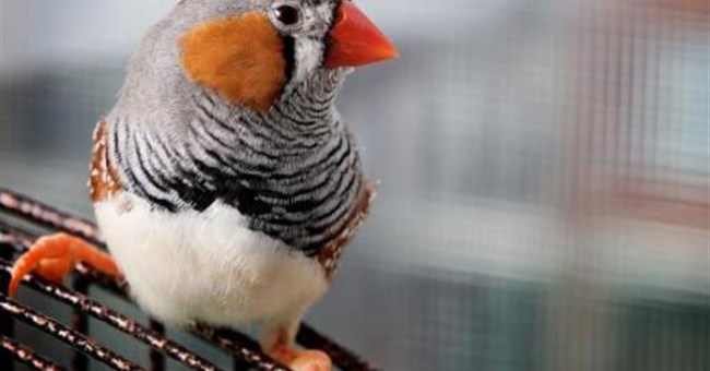 Chim sử dụng mùi hương để quyến rũ bạn tình