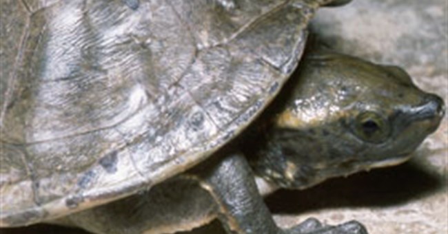 Phát hiện sự pha trộn gen ở loài rùa sông Trung Mỹ