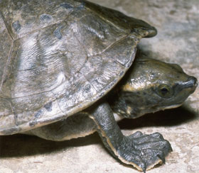 Phát hiện sự pha trộn gen ở loài rùa sông Trung Mỹ