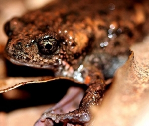 Phát hiện loài ếch mà khoa học chưa từng biết