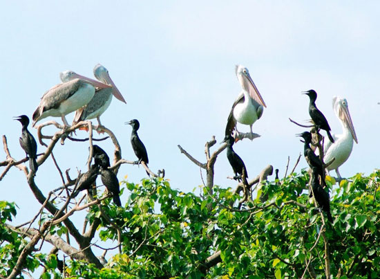 Vườn chim Bạc Liêu xuất hiện nhiều loại quý hiếm