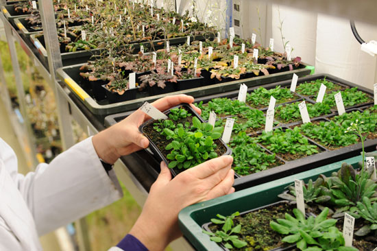 Gene điều khiển sự phát triển của cây trồng 