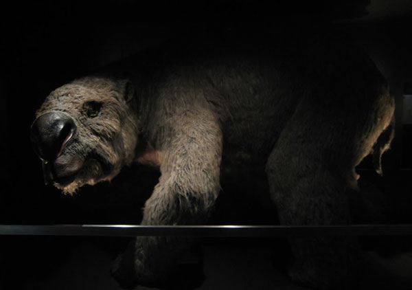 Phát hiện nghĩa địa loài gấu túi tuyệt chủng 