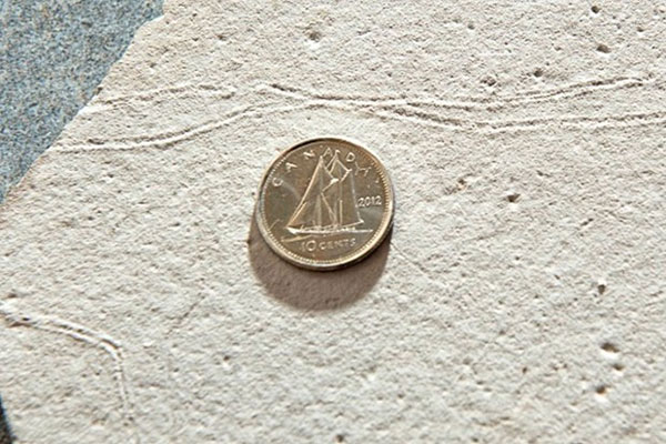 Dấu vết loài sên để lại trên nền đá ở Uruguay