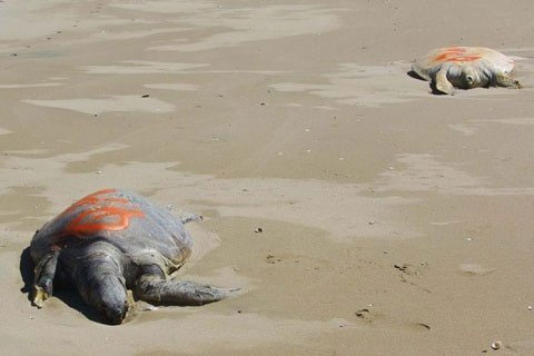 Hàng loạt rùa xanh chết bí ẩn ở Úc 