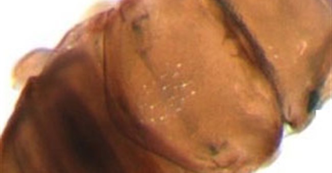 Phát hiện loài ruồi nhỏ nhất thế giới 