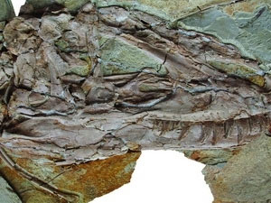 Phát hiện thấy một hóa thạch khủng long lông vũ 