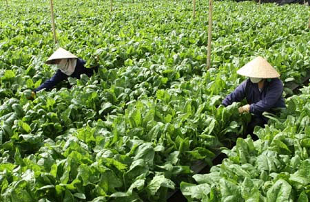 Rau an toàn sinh trưởng tốt trên cao nguyên đá