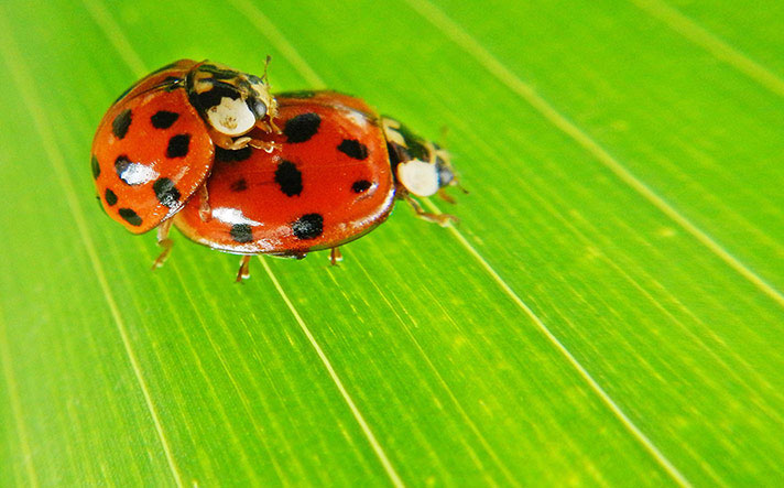 Hai con bọ rùa đang mải mê làm "chuyện ấy". Bọ rùa cái có thể giao phối tới 20 bạn tình và đẻ hơn 2.000 trứng.