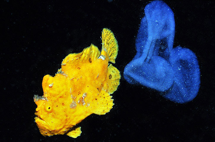 Hình ảnh hiếm hoi của loài cá cóc khổng lồ và bọc trứng của nó.