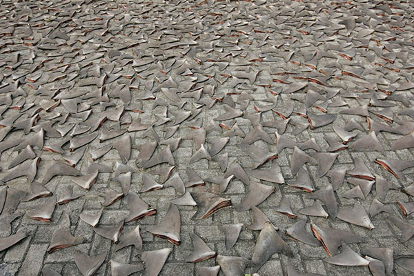 Hàng trăm vây cá mập được đem phơi nắng trên một con đường vắng gần cảng biển ở thị trấn Kennedy, Hongkong.