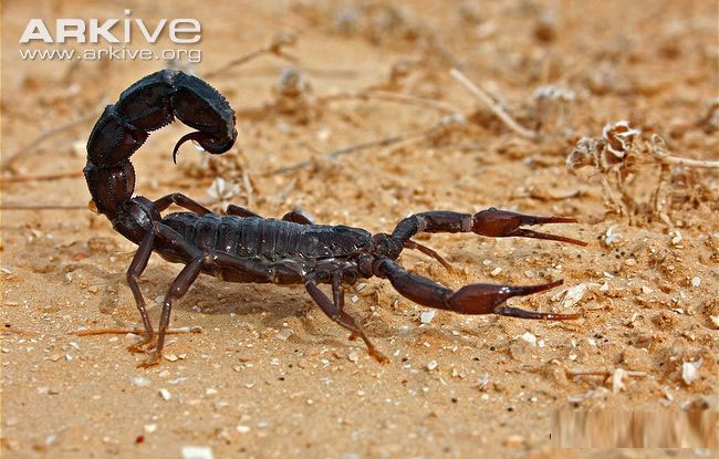 Đôi điều thú vị về bọ cạp