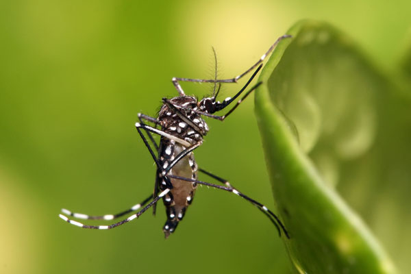 Muỗi biến đổi gene ngăn bệnh sốt xuất huyết