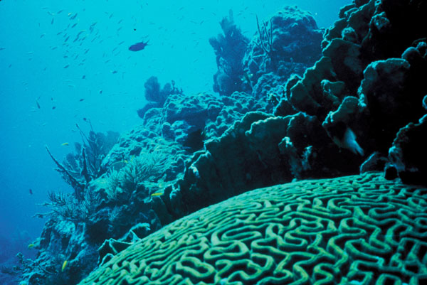Diện tích san hô toàn cầu đang thu hẹp quá nhanh