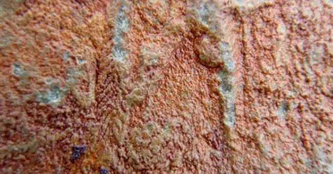 Phát hiện hóa thạch động vật cổ xưa nhất 