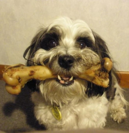 Vì sao chó thích gặm xương? 