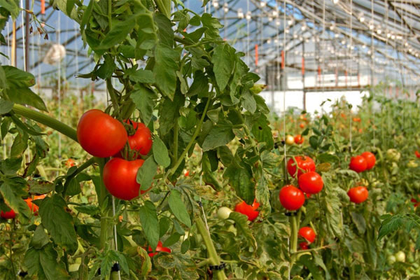 Cà chua “sạch” bảo vệ sức khỏe rất tốt