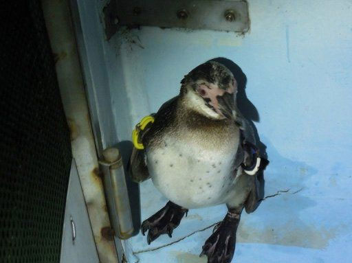 Chim cánh cụt chạy trốn ở Nhật Bản có tên mới