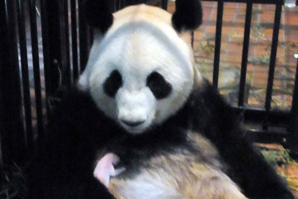 Chú gấu trúc mới sinh ở vườn thú Tokyo qua đời