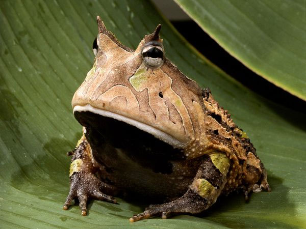 Hình ảnh "oai như cóc" của ếch sừng Amazon