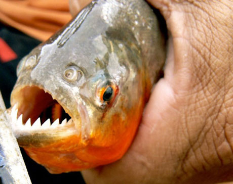 Trung Quốc tuyên chiến với cá cắn người